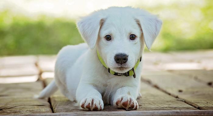 Cachorro de perro blanco