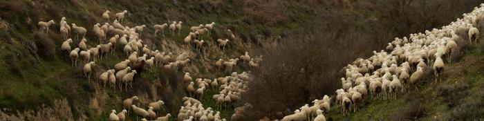 Imagen de ovejas pastando