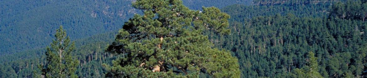 Sección de Parques Naturales y Regionales del Consejo de Medio Ambiente
