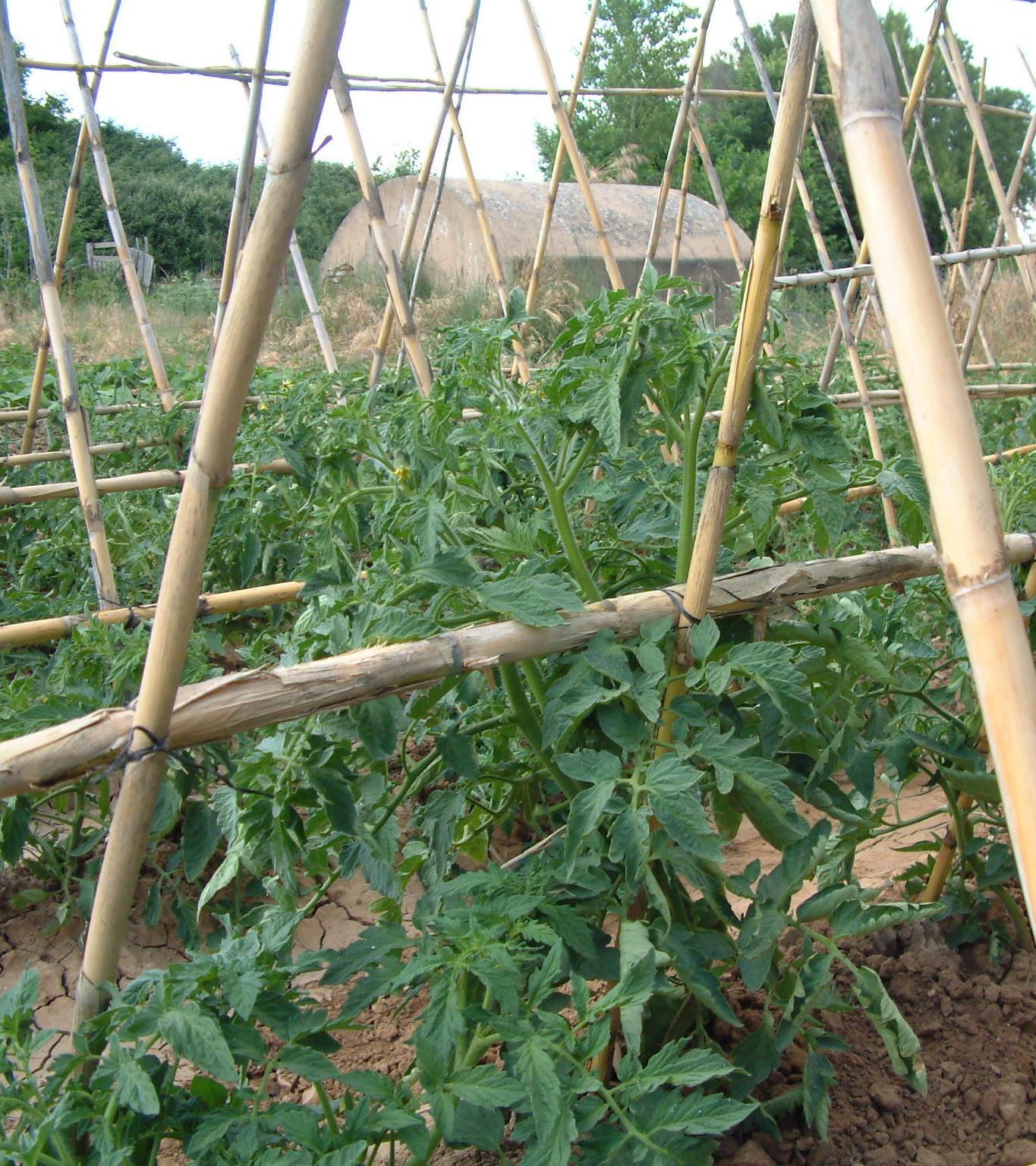 Cultivo de tomate