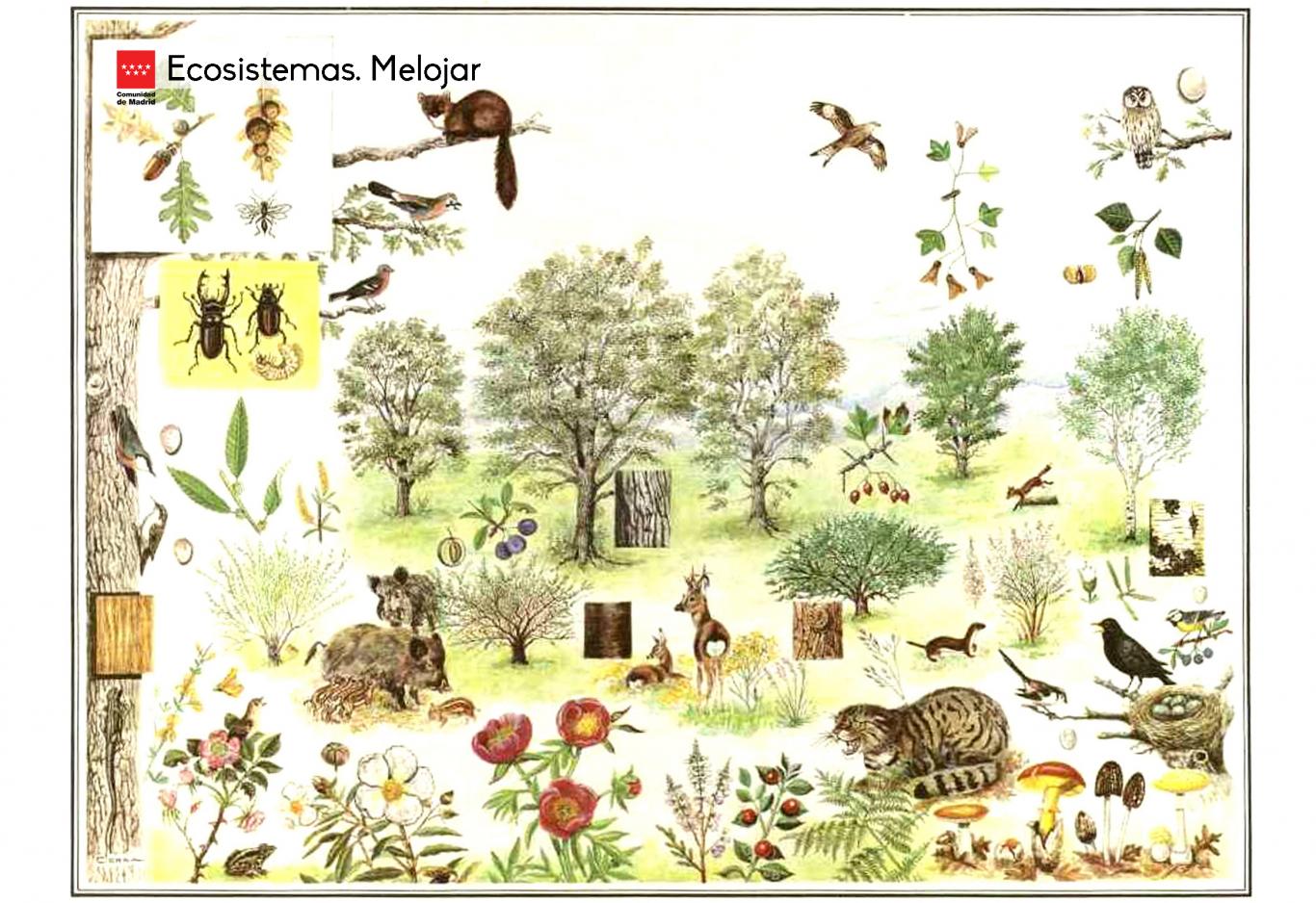 Ecosistemas. Melojar