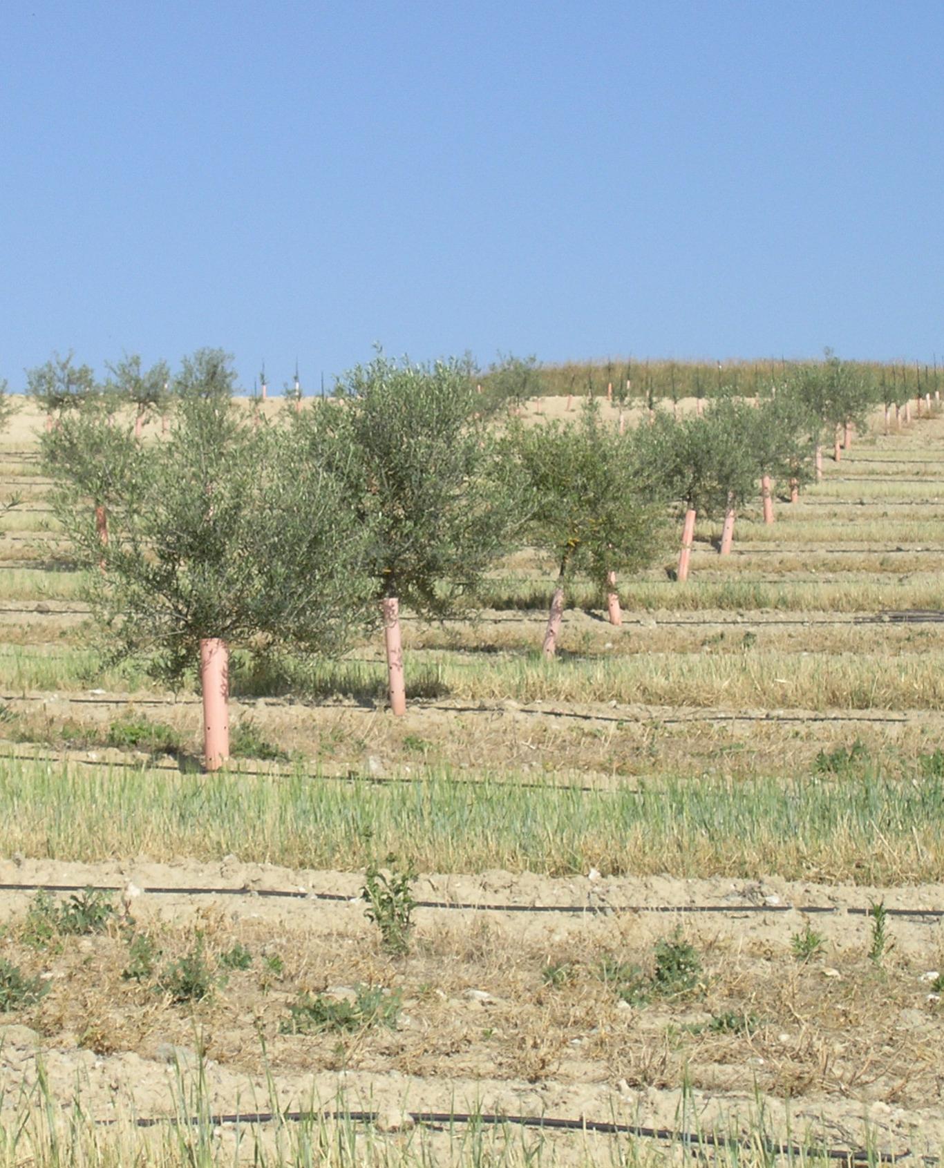 Método de cubiertas vegetales en olivar 