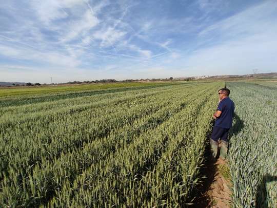 campo de cereales