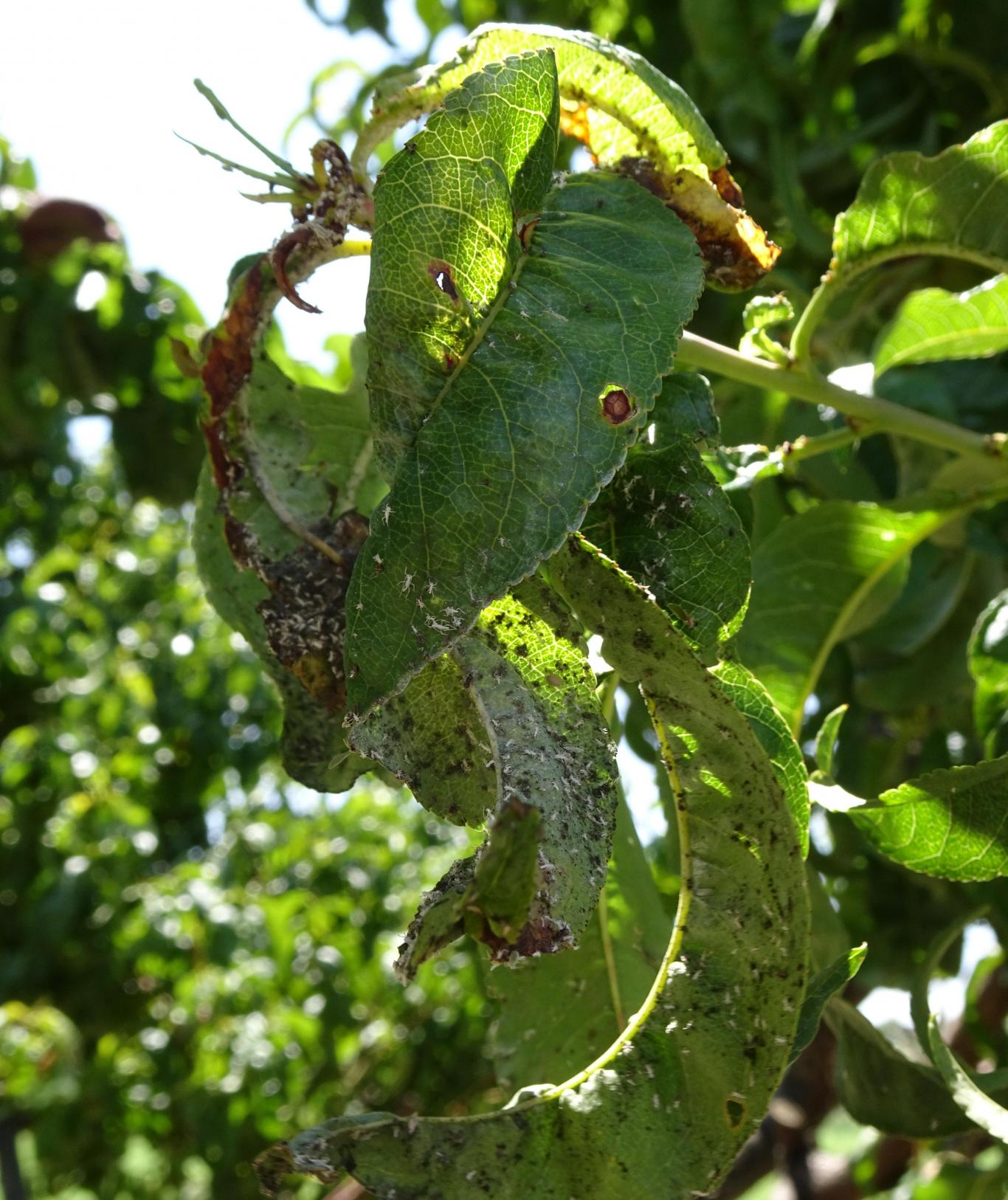 Hojas de árbol atacadas por pulgón