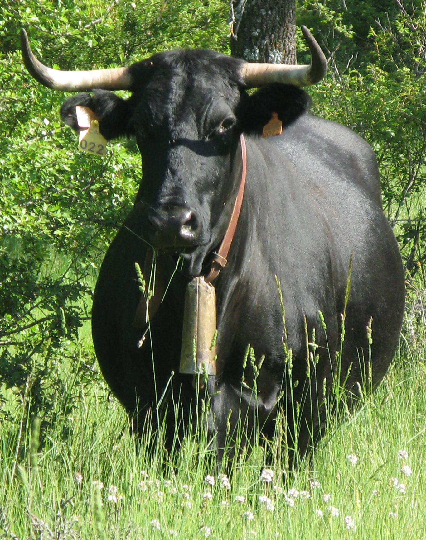 Vaca raza avileña negra ibérica en campo
