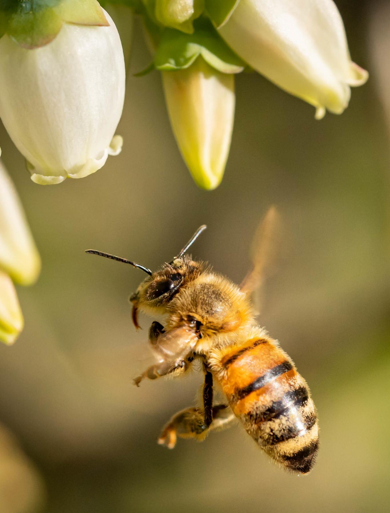 Abeja polinizadora primer plano