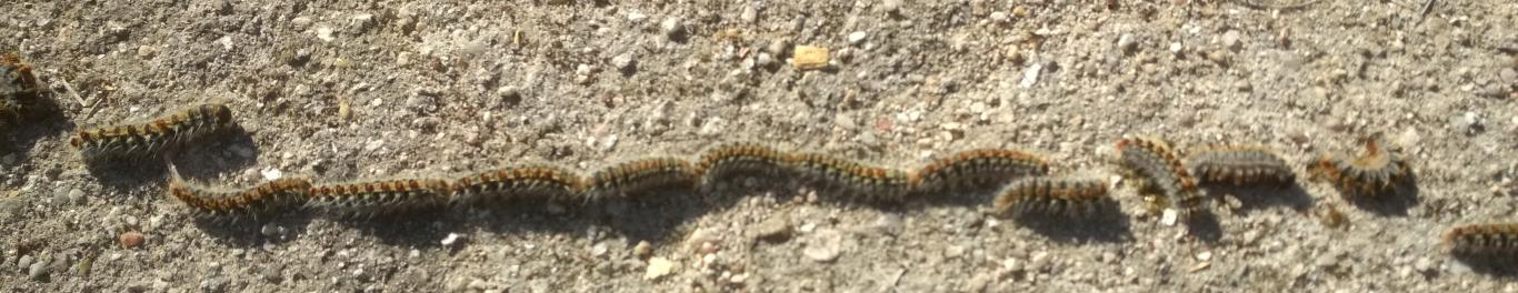 Caterpillars of Pine Processionary on the ground