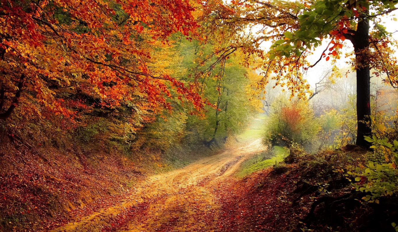 Paisaje de una camino, lleno de hojas a los lados, en medio de una montaña rodeada de arboles con tonalidad cálidos en verde, marrón, naranja
