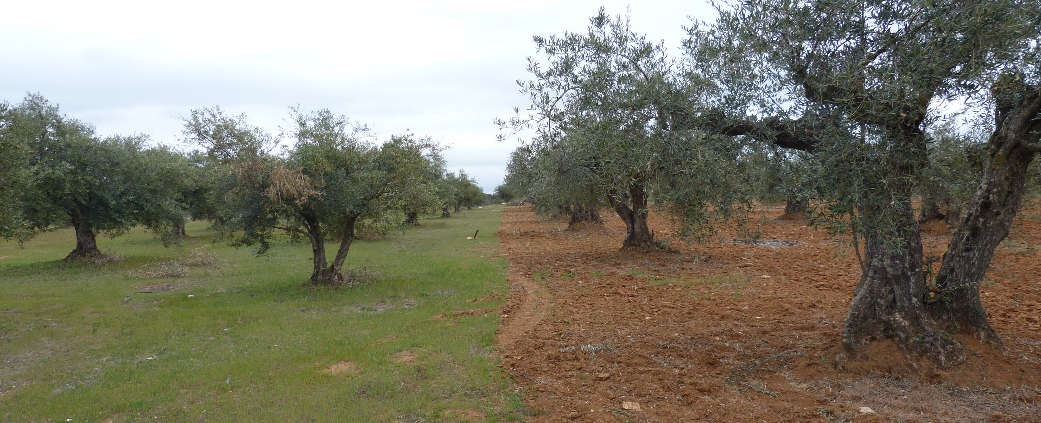 Dos tratamientos de suelos diferentes en un olivar