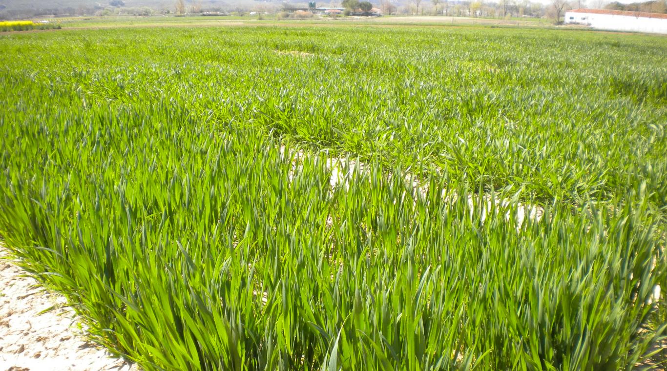 Finca con un cultivo 