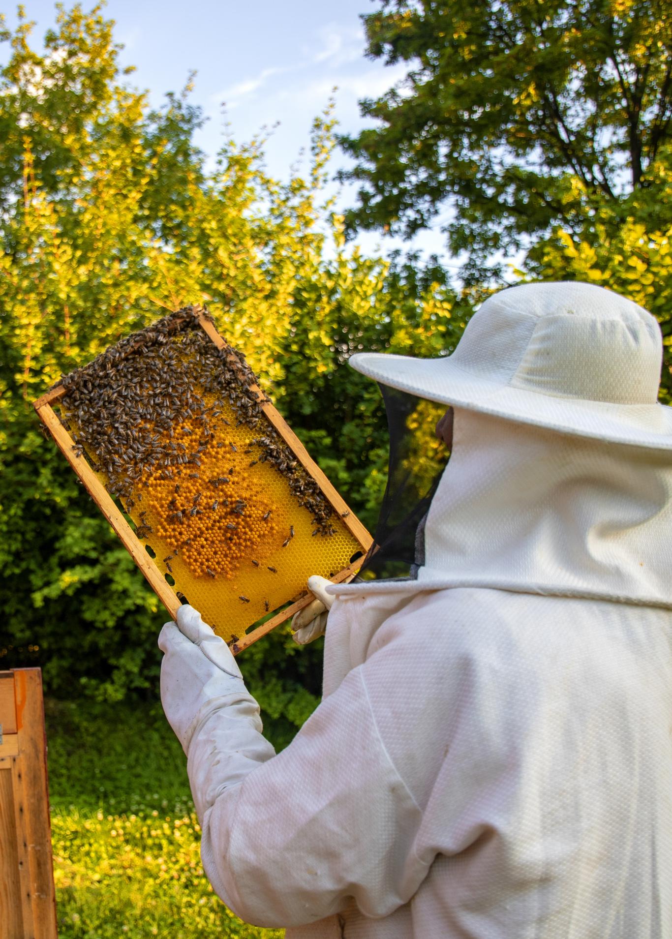 Apicultor recogiendo miel