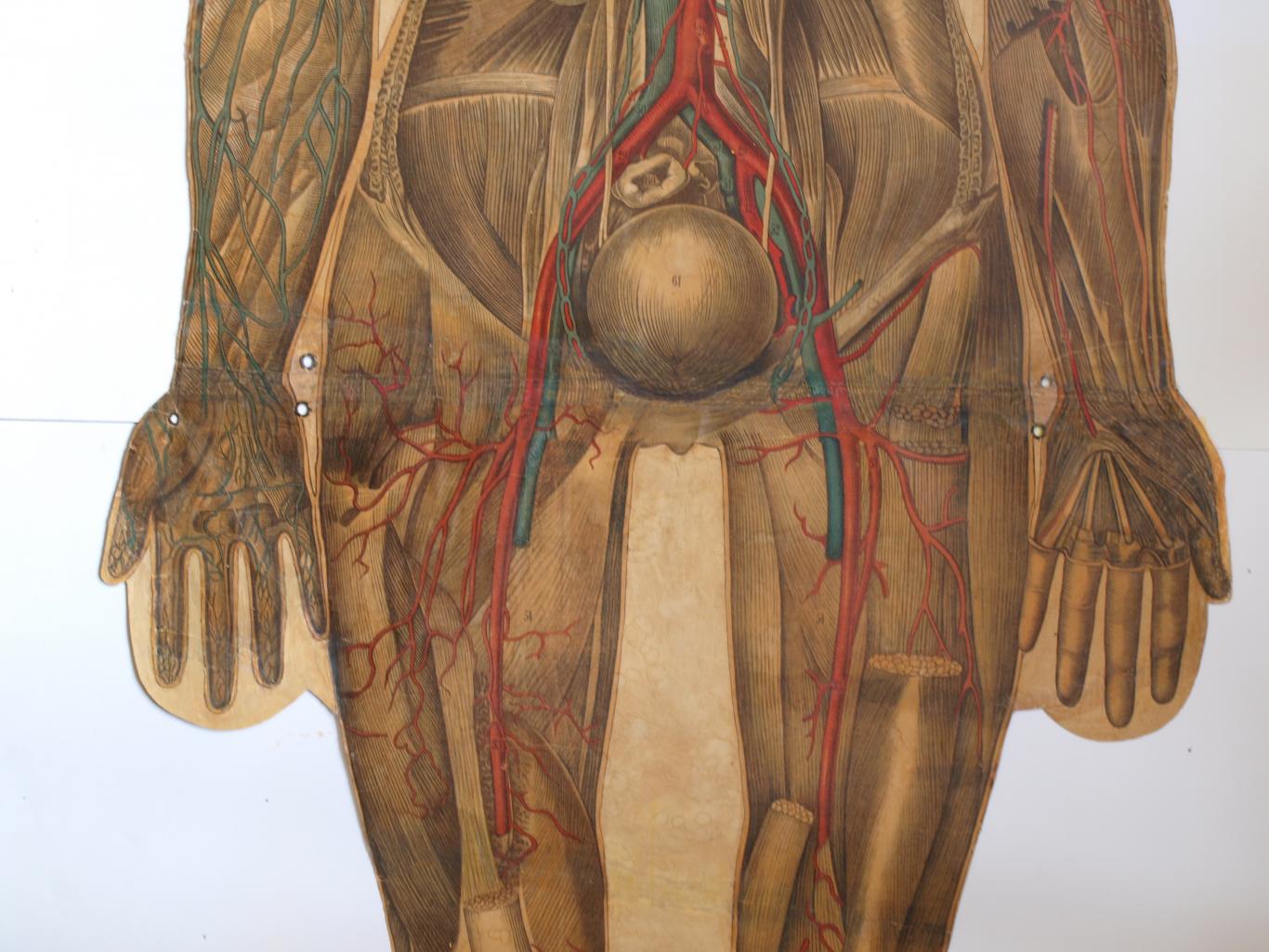 Lámina de anatomía humana