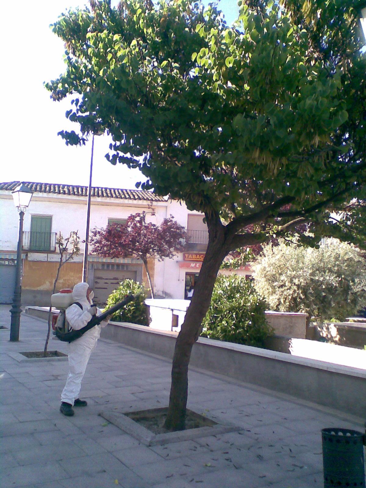 Arbolado urbano