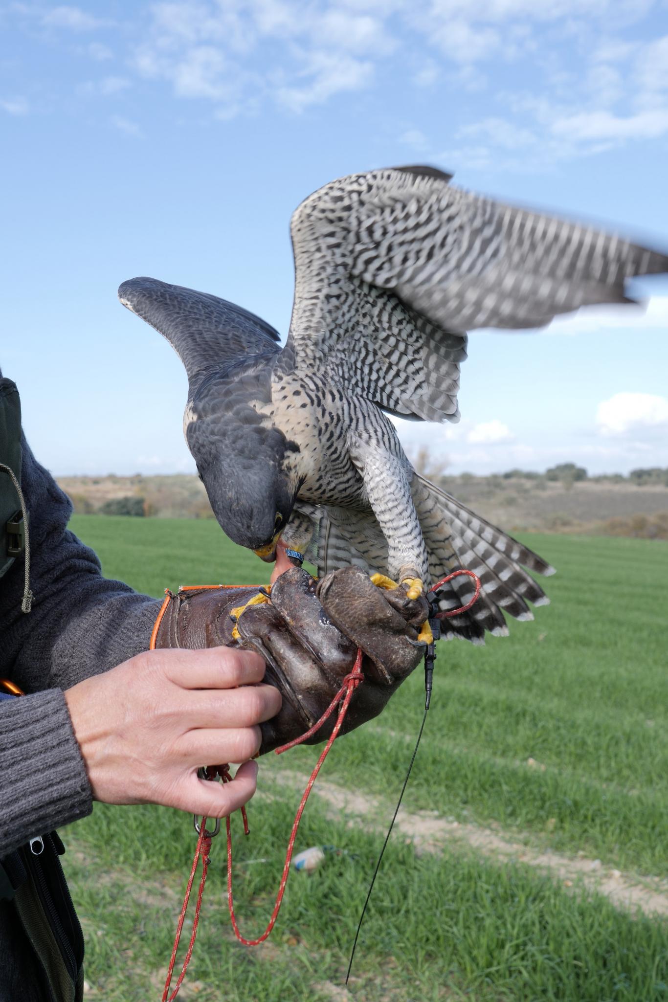 image of a bird perched on a falconer's glove