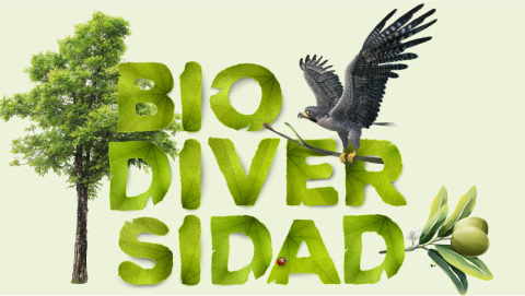 Fotomontaje en el que hojas forman la palabra Biodiversidad sobre la imagen de un árbol y un ave volando