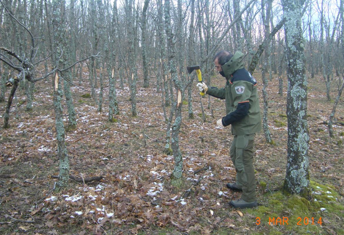 Forest agent marking oak feet for use