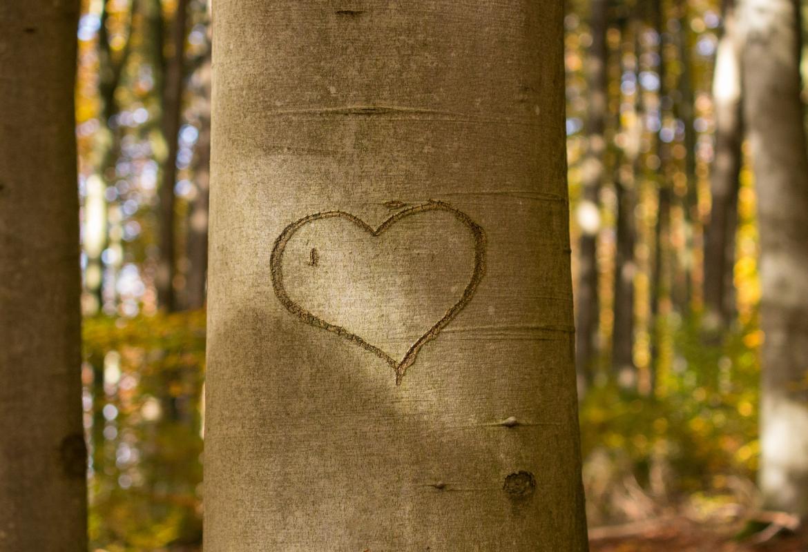corazón dibujado en árbol