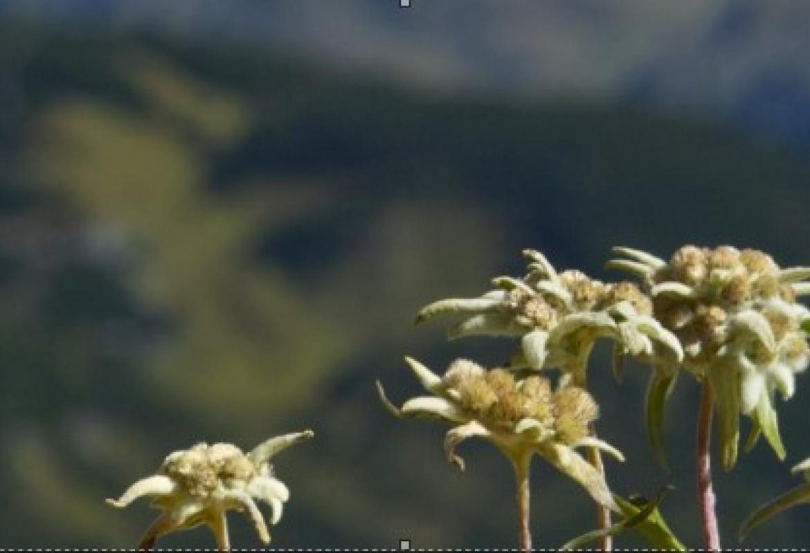 Imagen SIERMA