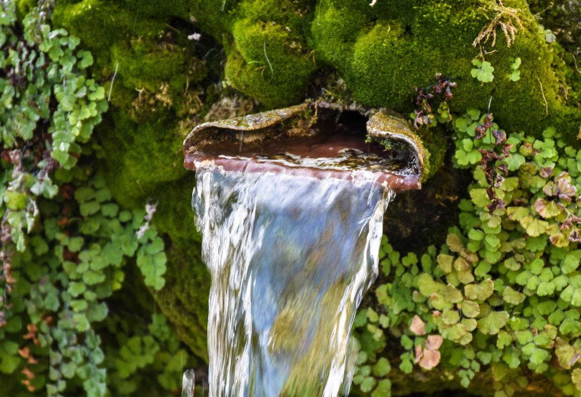 Fuente de agua natural en el monte rodeada de vegetación