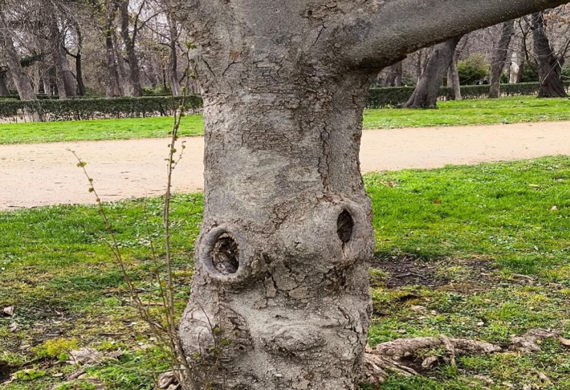 Árbol con huecos donde se puede acumular agua y anidar el mosquito tigre