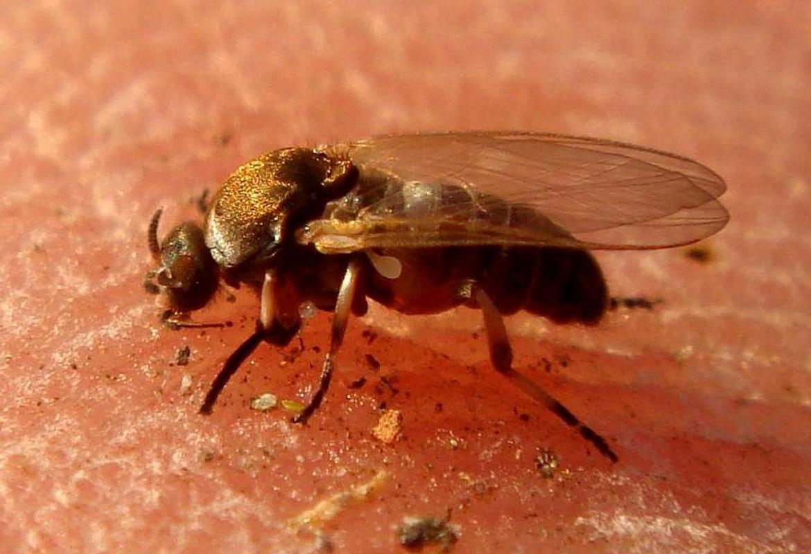 Mosca negra (Simulium erytrocephalum) sobre la piel