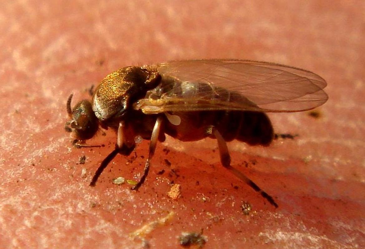 Mosca negra (Simulium erytrocephalum) sobre la piel