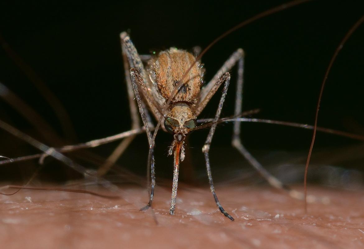 Primer plano de frente de un mosquito del género Culex