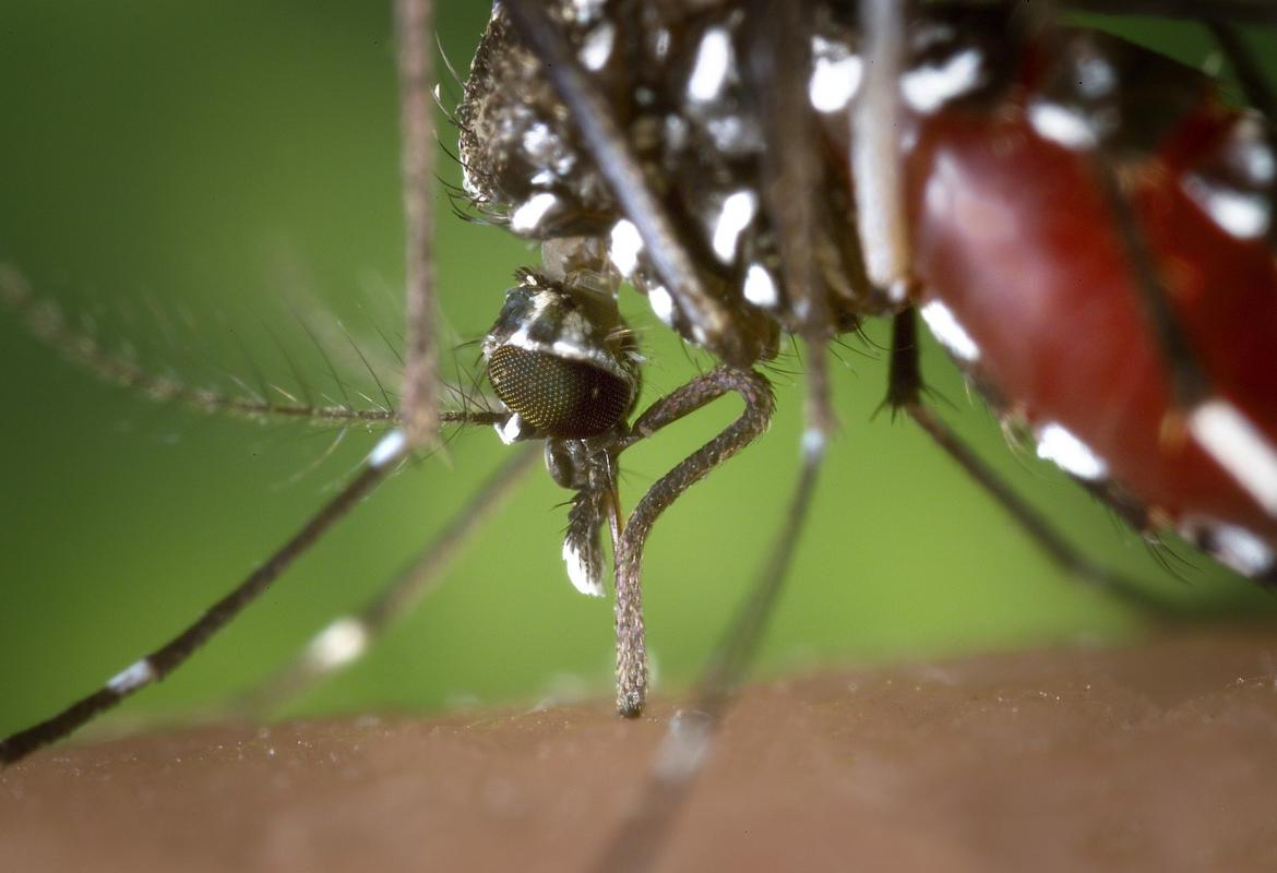 Primer plano de un mosquito tigre, Aedes albopictus