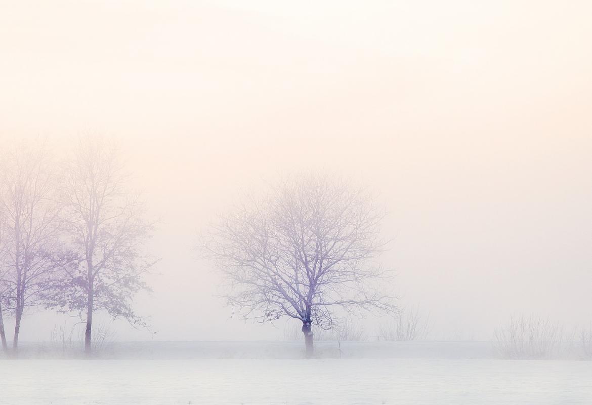 Árboles muy difuminados en un ambiente invernal con niebla