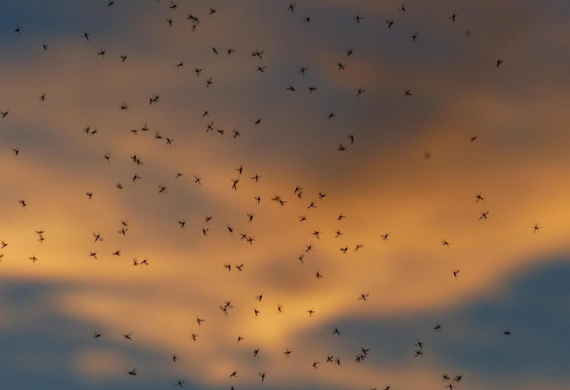 Plaga de insectos volando al atardecer