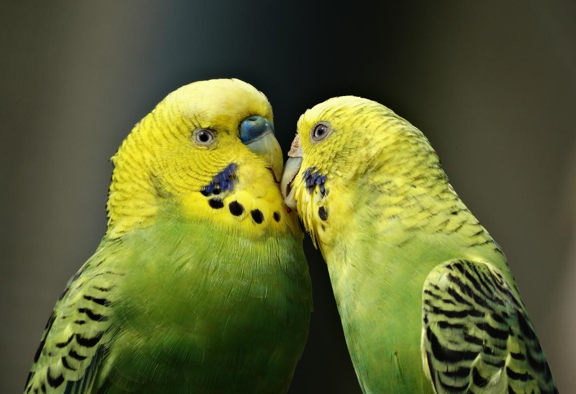 Pareja de periquitos amarillo