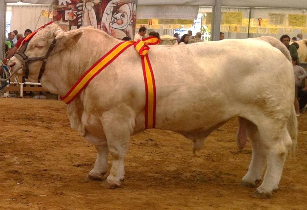 Foto de Charolesa