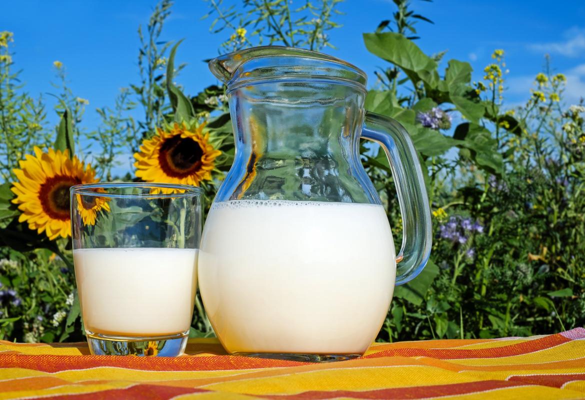 jarra de leche con campo de girasoles detras