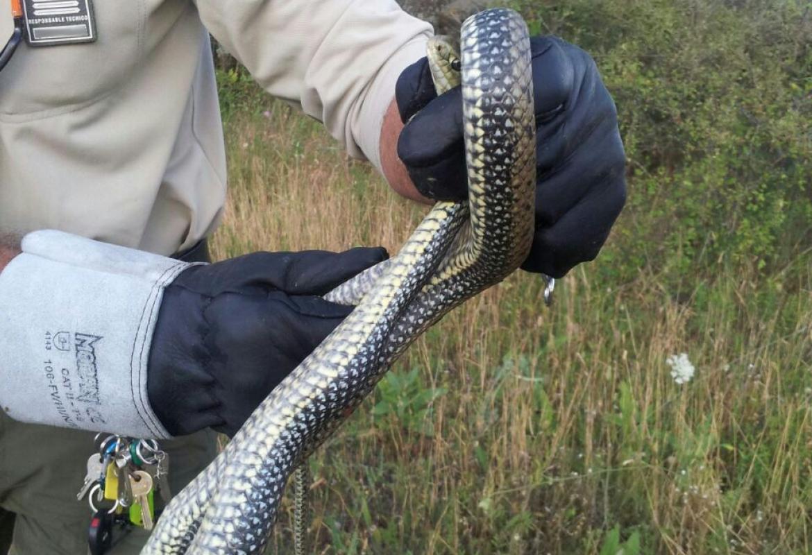 Imagen de un agente forestal recogiendo una culebra