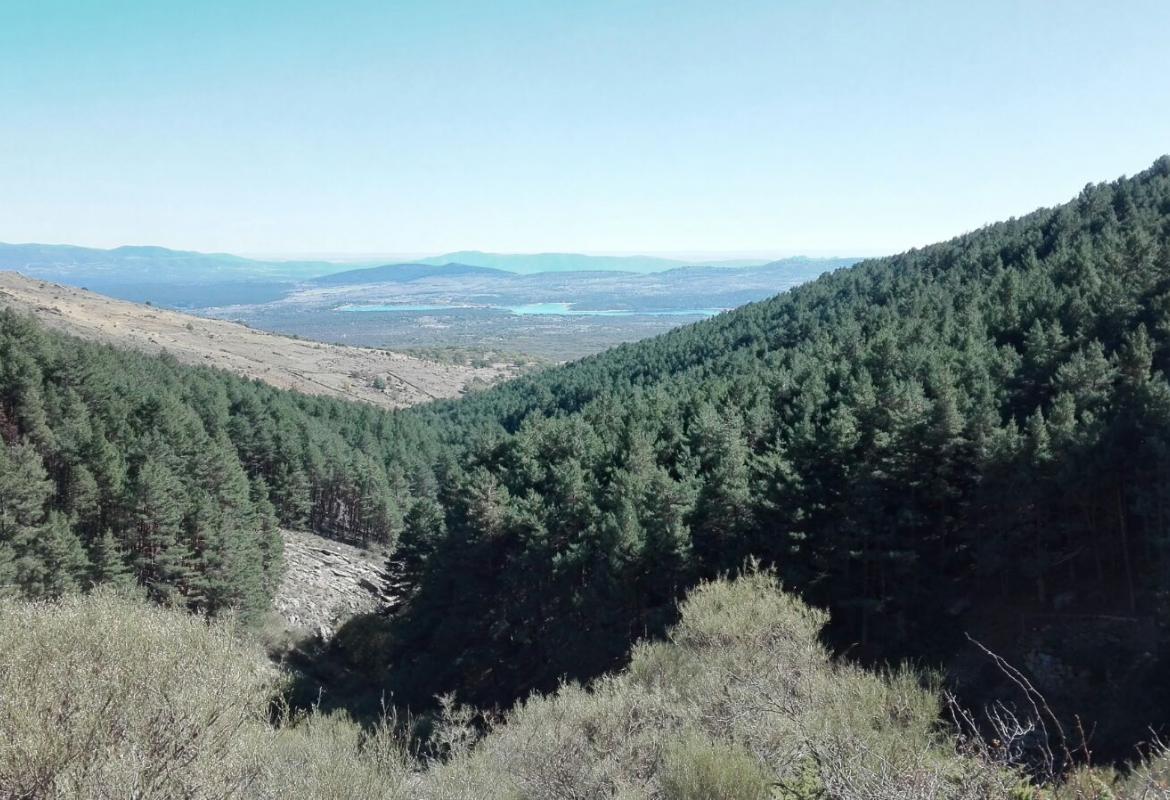 Vista del paisaje de pinares de la Senda por La Chorrera de San Mamés