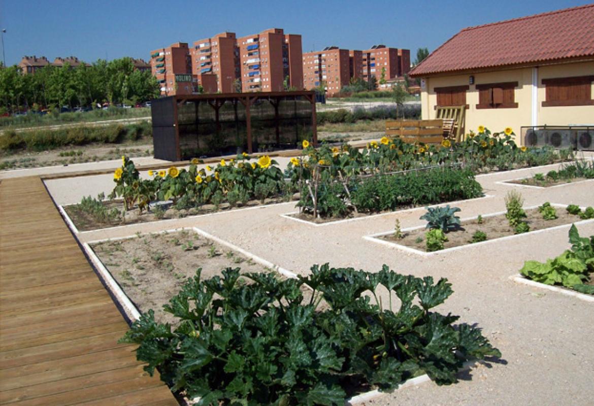 Huerto en el Centro de educación ambiental Bosque Sur