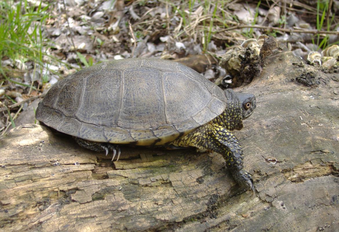 Fauna_Galapago europeo