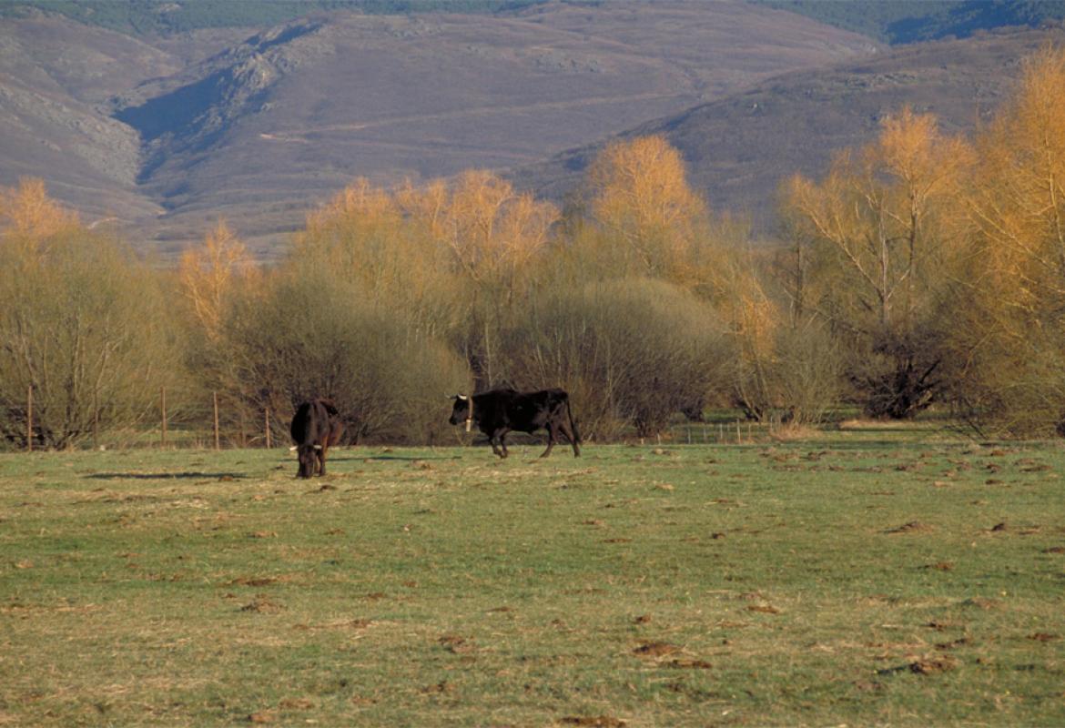 Dehesa en el Valle del Lozoya