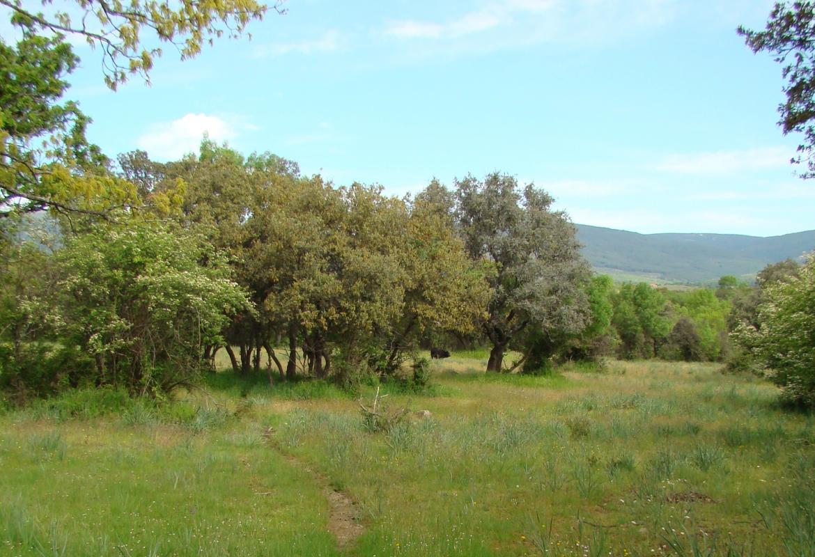 dehesa de encinas en Riosequillo