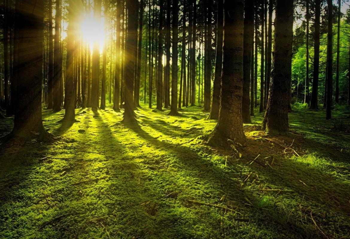 Bosque con rayos de sol a través de los árboles