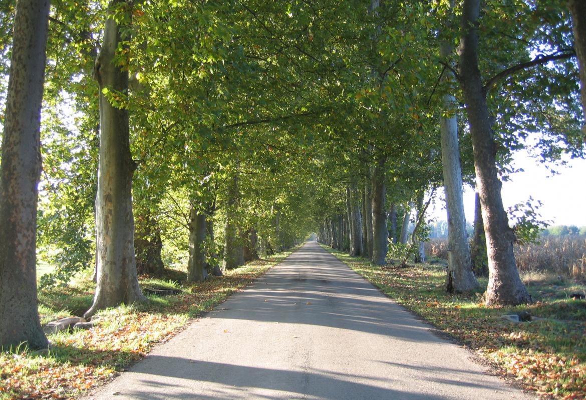 paseo arbolado