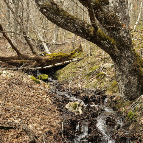 Roble sobre arroyo