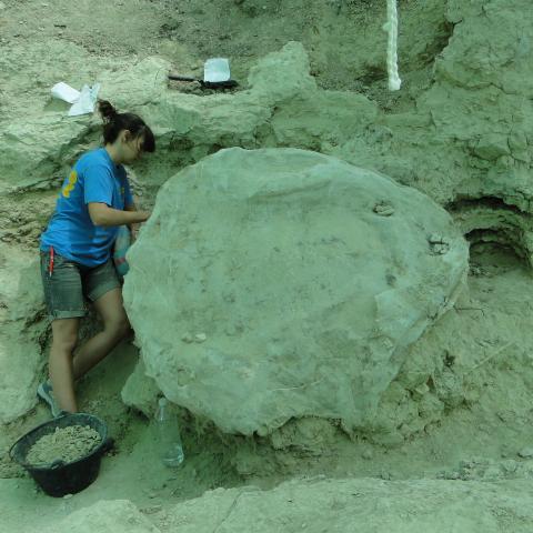 Imagen de tortuga gigante en el Batallón 3