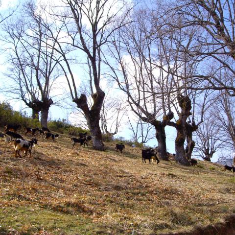 Reserva de la Biosfera Sierra del Rincón. Paisaje con cabras