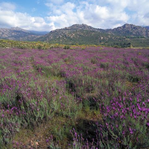 Parque Regional de la cuenca alta del Manzanares