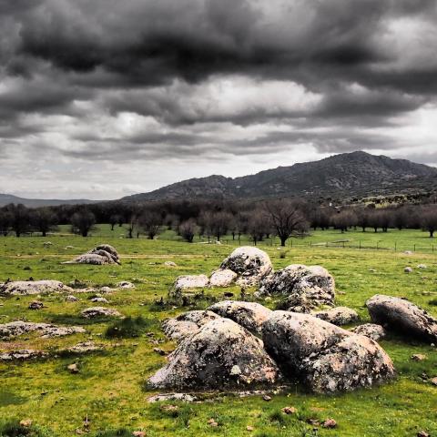 Parque Regional de la cuenca alta del Manzanares. Dehesa de fresno