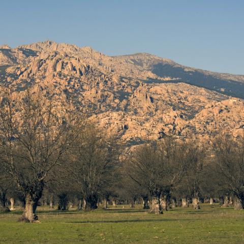 Parque Regional de la cuenca alta del Manzanares. Dehesas del Soto