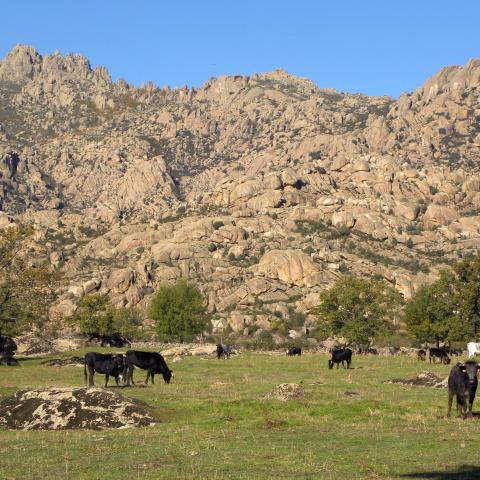 Parque Regional de la cuenca alta del Manzanares. Ganadería extensiva