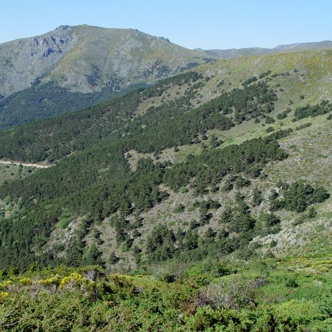 Parque Regional de la cuenca alta del Manzanares. La Morcuera