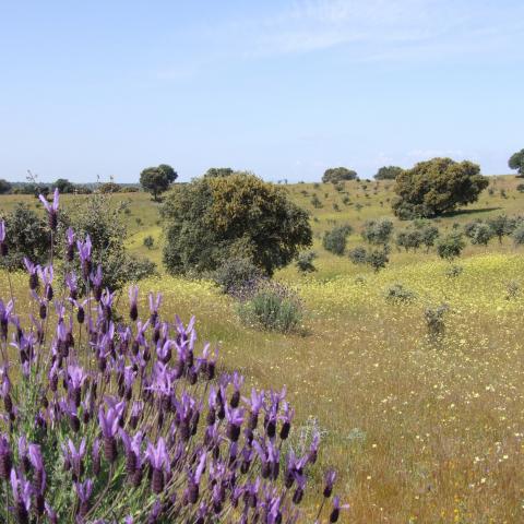 Parque Regional del curso medio del río Guadarrama y su entorno